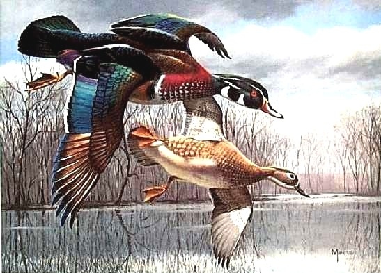 Texas Duck Stamp Prints from Charlie's Gallery - Texas Stamp Prints ...